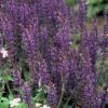 Salvia nemorosa 'Mainacht' | 6 Stücke