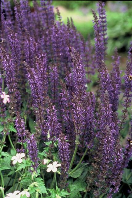 Salvia nemorosa 'Mainacht' | 6 Stücke
