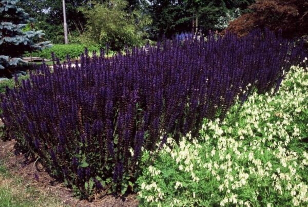 Salvia nemorosa 'Mainacht' | 6 Stücke