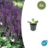 Salvia nemorosa 'Mainacht' | 6 Stücke