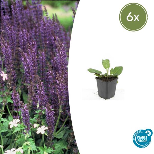 Salvia nemorosa 'Mainacht' | 6 Stücke