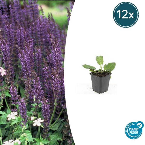 a9cfc5fb89a242b5a49fa2432c924452c46a520508ed4782a855fbf4801c5381.jpg Salvia nemorosa 'Mainacht' | 12 Stücke