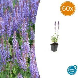 339285316376438db5ac337b8673ec1e8cb274c3db124612ab45d769b585ddf9.jpg Salvia nemorosa 'Caradonna' | 60 Stücke