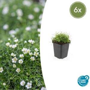 5f39e6a36d1d46f9b887e4cb60946df03e7cb568bec84341af8c8d45e0384cce.jpg Sagina subulata | 6 Stücke