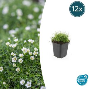 2a05d1b8c2b54476bd9468fcb7fcfcd3b1efeb47c4c24d2f9ec9cf64d4c6a399.jpg Sagina subulata | 12 Stücke