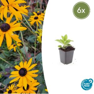 dd9c8beed58548ec9f0229571f1e8f109b7104b4073747888e354135872f62c9.jpg Rudbeckia fulgida 'Goldsturm' | 6 Stücke
