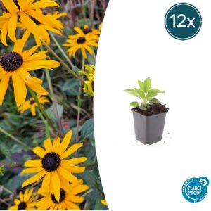 f5f51a4708554db1a4956d1a3bcc22530c0518c4e6d749db845679f0732f6ed1.jpg Rudbeckia fulgida 'Goldsturm' | 12 Stücke