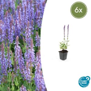 99ea338656574e56a64b6ebfa9103aba91bebc8942dc498aaea21f52d4e48c88.jpg Salvia nemorosa 'Caradonna' | 6 Stücke