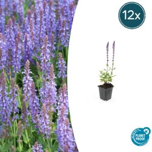 2456ecdda9c5446c9fc00e2e604d8e93dcaa9d58056643768a3350ee29a6e0c9.jpg Salvia nemorosa 'Caradonna' | 12 Stücke