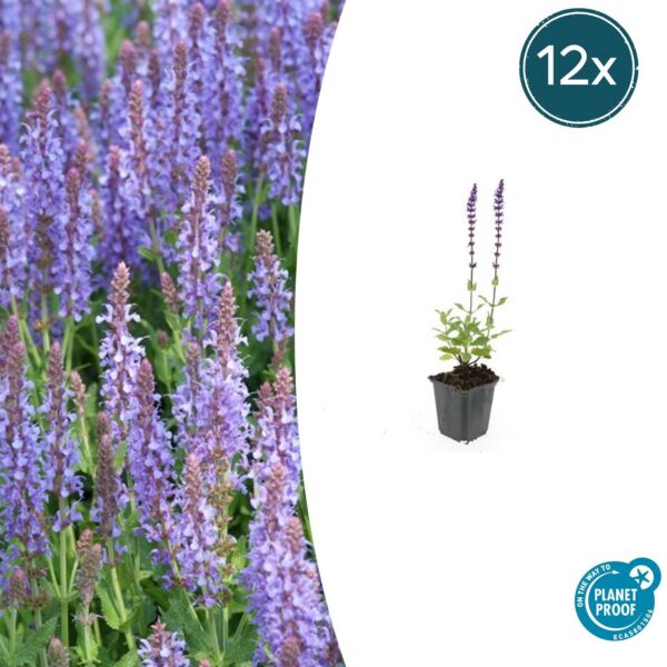 Salvia nemorosa 'Caradonna' | 12 Stücke
