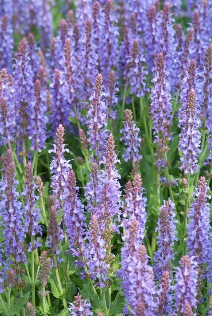 Salvia nemorosa 'Caradonna' | 12 Stücke
