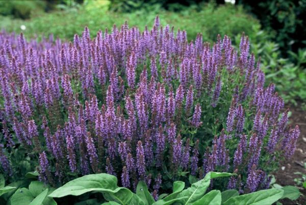 Salvia nemorosa 'Caradonna' | 12 Stücke