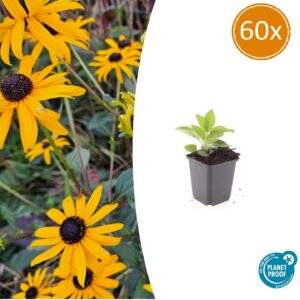 8a7325571c7844959d803f0fdc25e782a01c5cf1ba68427096e61c07be2d7e80.jpg Rudbeckia fulgida 'Goldsturm' | 60 Stücke