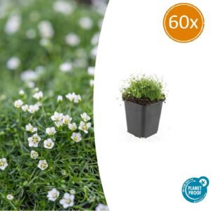 84814399cb1d4ea288689c447eee6fe74de46af74df843e18e9947802700bc3b.jpg Sagina subulata | 60 Stücke