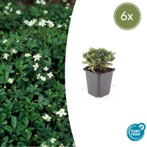 b5e49117956a4a36bb78b9cd28a6e6e67e601113551d41748345b7db67f15d14.jpg Potentilla tridentata 'Nuuk' | 6 Stücke