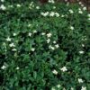 Potentilla tridentata 'Nuuk' | 12 Stücke