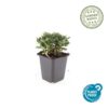 Potentilla tridentata 'Nuuk' | 12 Stücke