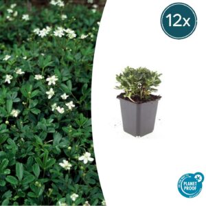 ca7cc3aea60c495aa58512fdd05117115179cad9fff240ed915d3cfbdb35d575.jpg Potentilla tridentata 'Nuuk' | 12 Stücke
