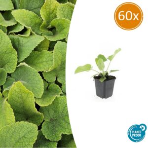 e4589f4ec27343e78a9e0f1ce42be58df4cc7dc0bd0a44f0828527b1de99c969.jpg Phlomis russeliana | 60 Stücke