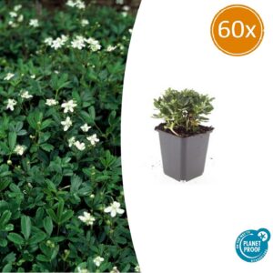 66fa1d49d8544db7bbad121bee3320a63996d67aaf5a4757b31c2cc85acf2b55.jpg Potentilla tridentata 'Nuuk' | 60 Stücke