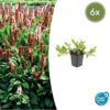 Persicaria aff. 'Darjeeling Red' | 6 Stücke