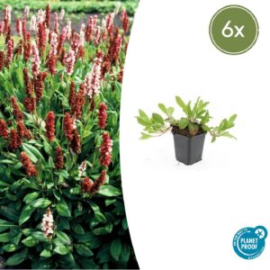 2a675aee9db44f7fa5e2d11cb4b21e8ea04fdaa7a6164a1fb0181f510649f08d.jpg Persicaria aff. 'Darjeeling Red' | 6 Stücke