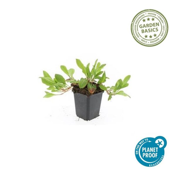 Persicaria aff. 'Darjeeling Red' | 6 Stücke