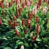 Persicaria aff. 'Darjeeling Red' | 12 Stücke