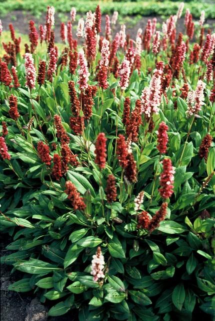 Persicaria aff. 'Darjeeling Red' | 12 Stücke