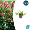 Persicaria aff. 'Darjeeling Red' | 12 Stücke