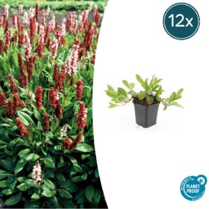 beed6a797f7e4056b41afc56c93dbe18b5d042d91e04439d9527d28d9ff484d9.jpg Persicaria aff. 'Darjeeling Red' | 12 Stücke