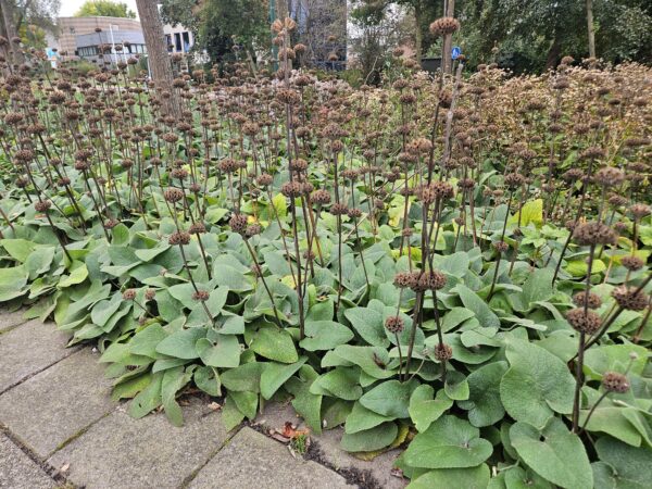 Phlomis russeliana | 6 Stücke