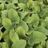 Phlomis russeliana | 6 Stücke
