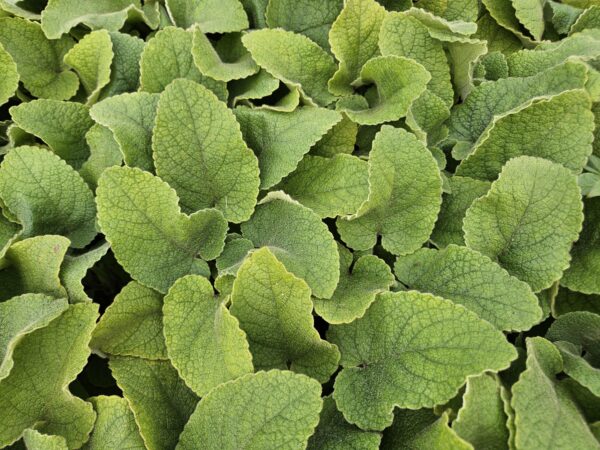 Phlomis russeliana | 6 Stücke