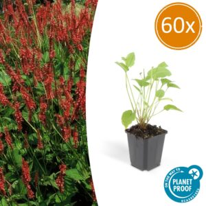 1901752dfb564b24b5145e71207e828c79968c3737234e898acec2b590cc07a8.jpg Persicaria amplexicaulis | 60 Stücke