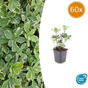 8c3ff4df14b34aedab6a98dadbe7e04c88c1416a38bc4e97a940b8f45f597e5b.jpg Pachysandra terminalis 'Variegata' | 60 Stücke