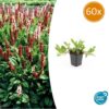 Persicaria aff. 'Darjeeling Red' | 60 Stücke