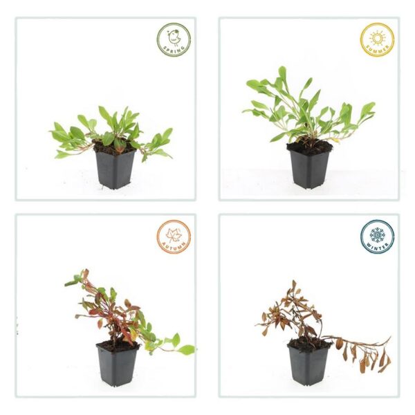 Persicaria aff. 'Darjeeling Red' | 60 Stücke