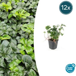 aa7d20ba643f46f2af1899ec96bff853ecc464bb85ef4be4820463ebe009270c.jpg Pachysandra terminalis 'Green Sheen' | 12 Stücke