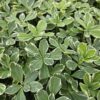 Pachysandra terminalis 'Variegata' | 6 Stücke