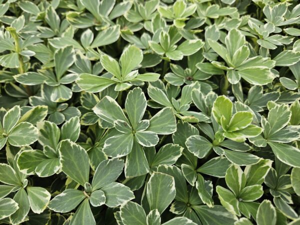 Pachysandra terminalis 'Variegata' | 6 Stücke