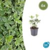 Pachysandra terminalis 'Variegata' | 6 Stücke