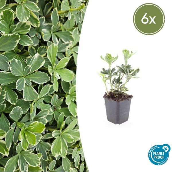Pachysandra terminalis 'Variegata' | 6 Stücke