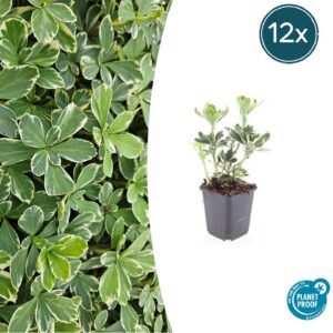 e9e9c2666dc245698ffdd86871f1fbed826d6346b73644e4bfee68cbce6d0f72.jpg Pachysandra terminalis 'Variegata' | 12 Stücke