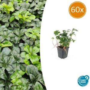 56b9ad40ec184fa1996e64f463906f1733a7076bf35647559da84eb91e316bc1.jpg Pachysandra terminalis 'Green Sheen' | 60 Stücke