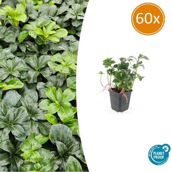 Pachysandra terminalis 'Green Sheen' | 60 Stücke