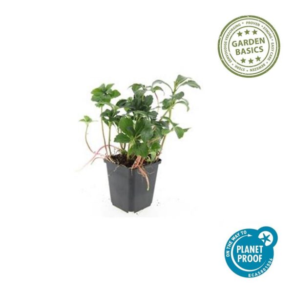 Pachysandra terminalis 'Green Sheen' | 60 Stücke