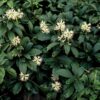 Pachysandra terminalis 'Green Sheen' | 60 Stücke