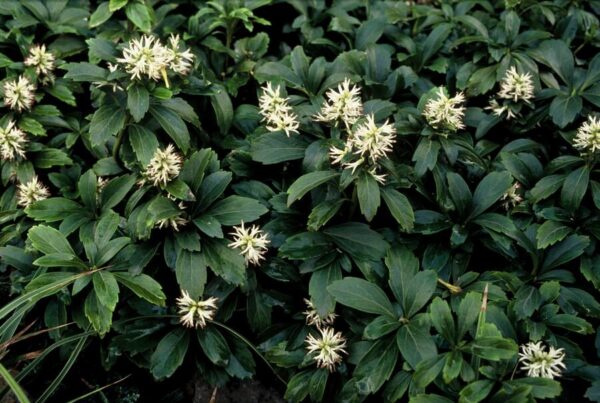 Pachysandra terminalis 'Green Sheen' | 60 Stücke