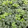 Pachysandra terminalis 'Green Sheen' | 60 Stücke
